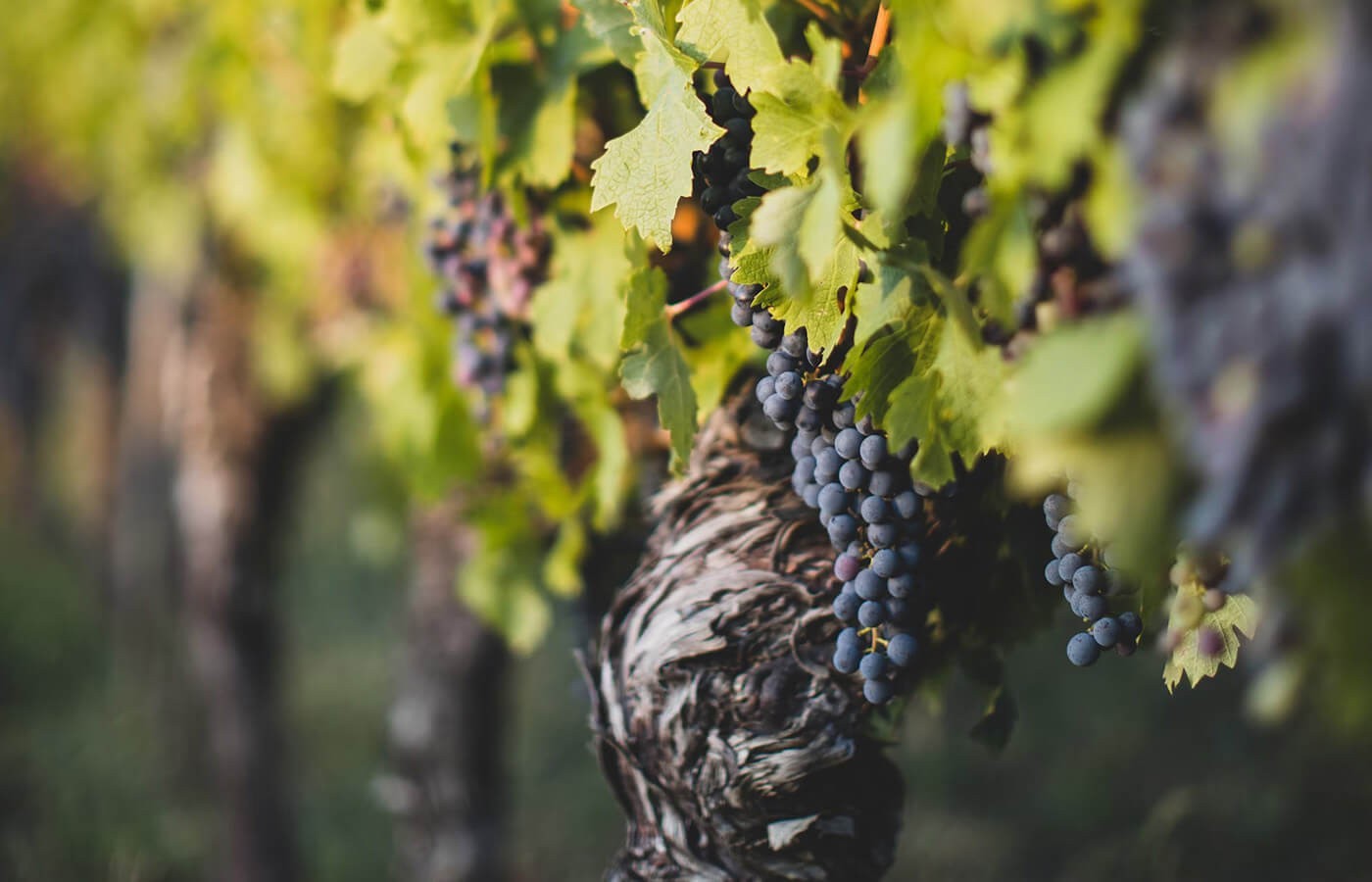 Top 10 Most Instagrammable Places in Willamette Valley